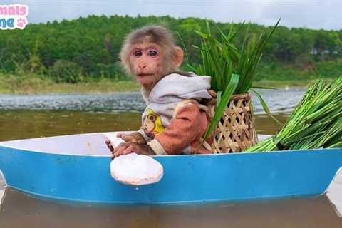 BiBi rowing boat to carry grass for goat