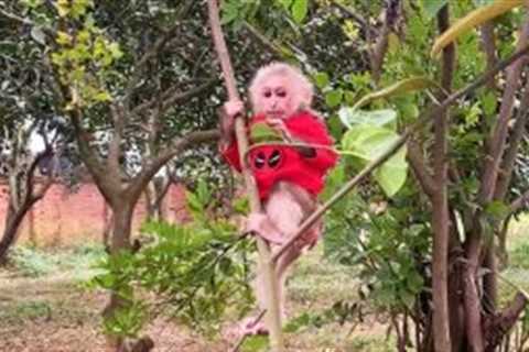 Tony monkey climbs trees without pants