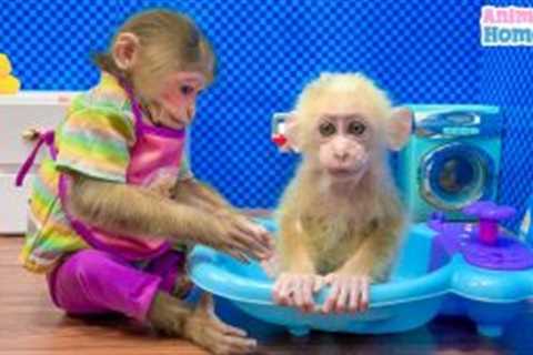 Nanny BiBi bathes baby monkey Obi so sweet