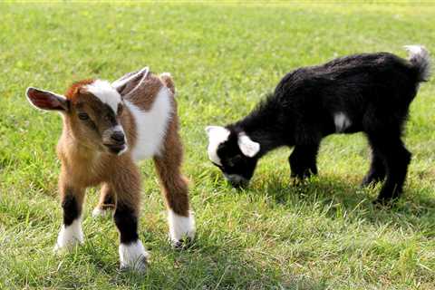 Raising Goats – A Comprehensive Starter Guide - Critter Ridge