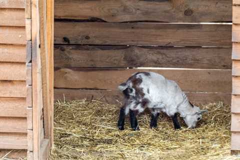 The Best Goat Bedding Options - Critter Ridge