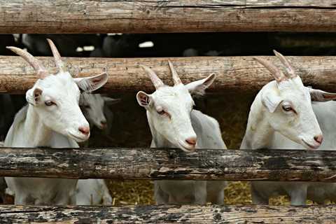 The Best Goat Fencing for ANY Kind of Goat! - Critter Ridge