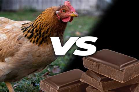 Can Chickens Eat Chocolate? - Critter Ridge