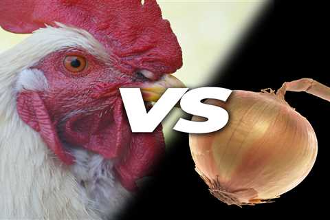 Can Chickens Eat Onions? - Critter Ridge