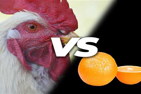 Can Chickens Eat Oranges? - Critter Ridge