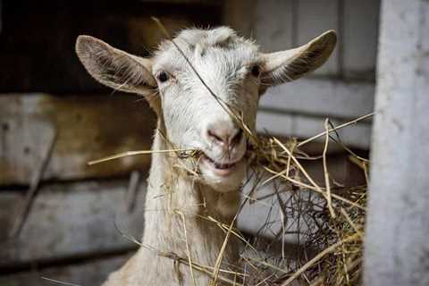 Feeding Boer Goats and Meat Goats - Critter Ridge