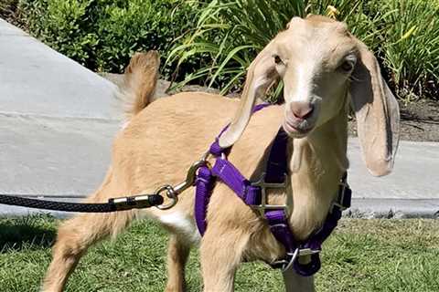 Our Favorite Goat Harness For Farming and Walks - Critter Ridge