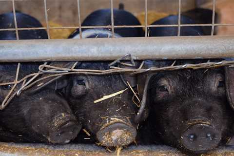 Pig Farming for Beginners – Starter Guide - Critter Ridge