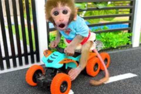 Monkey Baby Bon Bon rides a motorbike to the park to eat food and play with the puppy on the slide