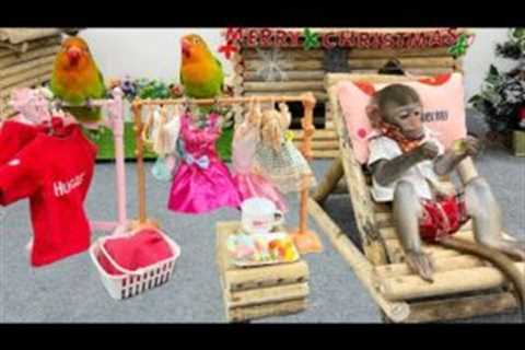 Funny moments of Bim Bim and naughty parrot