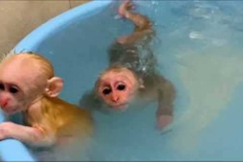 Baby monkey bath with a relaxing shower