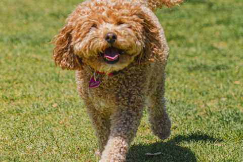 Awesome Cavoodles