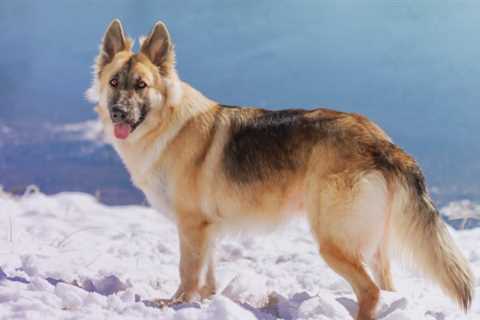 The Adorable German Shepherd Is a Medium-Sized Working Dog