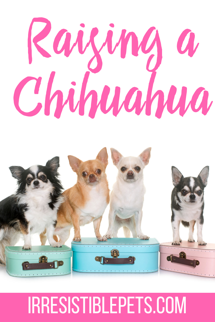 Raising a Chihuahua
