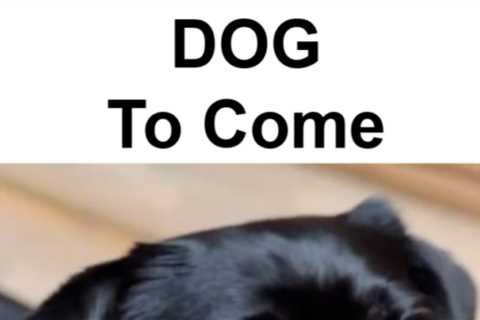 How to Teach your Dog To Come
