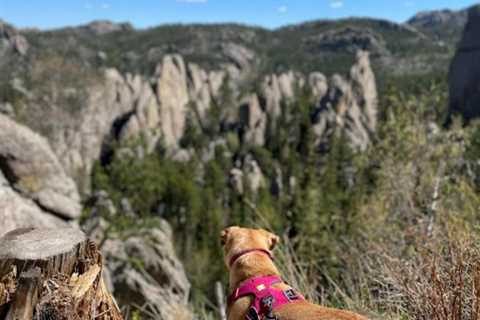 Trail Etiquette for Hiking With Dogs