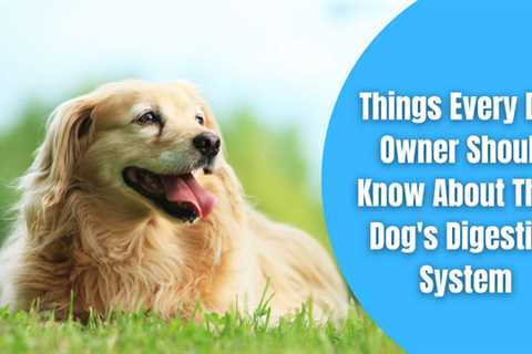 Top Things Every Dog Owner Should Know About Their Dog’s Digestive System