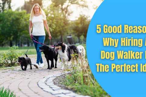 5 Reasons Why Hiring A Dog Walker Is The Perfect Idea
