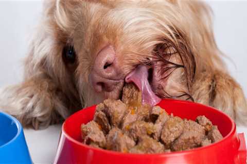 What is the tastiest food a dog can eat?