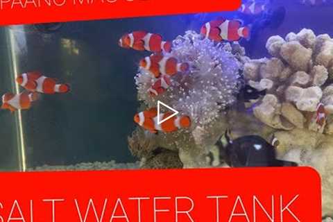 PAANO MAG SET UP NG SALT WATER FISH TANK: SALT WATER MARINE REEF TANK
