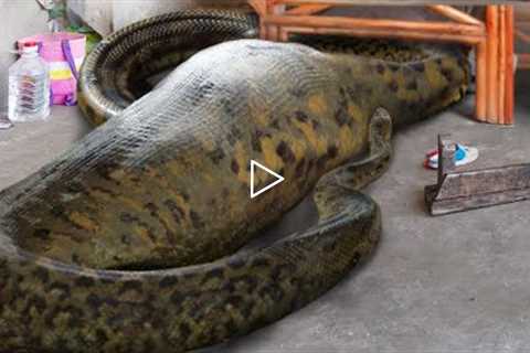 10 Humans Found Inside Snakes!