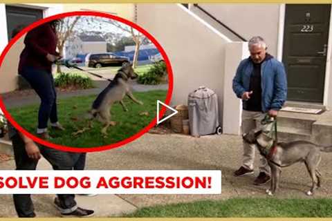 How to Solve Dog Aggression! (Dog Nation)