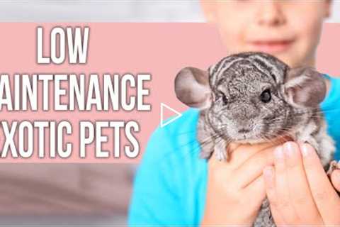 Low Maintenance EXOTIC Pets That Everyone Can Own!