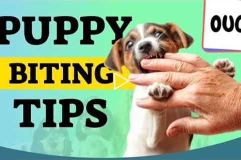 Puppy Biting Tips For New Puppy Owners