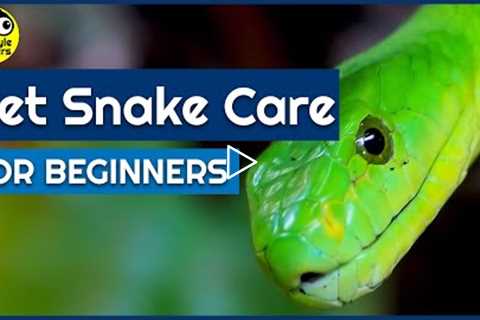 How to look after your Pet Snake (Beginners Guide)