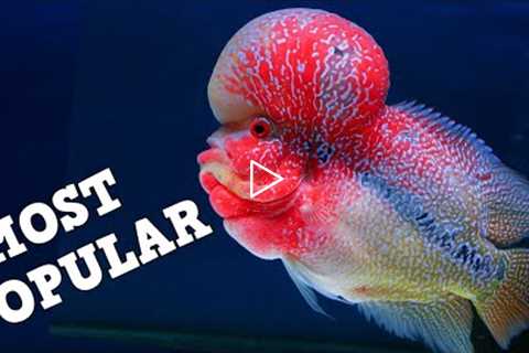 TOP 10 Most Popular Fish In The Aquarium Hobby! Freshwater