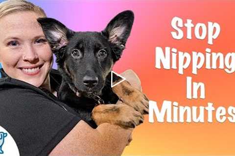 How To Stop Your Puppy From Biting - Professional Dog Training Tips