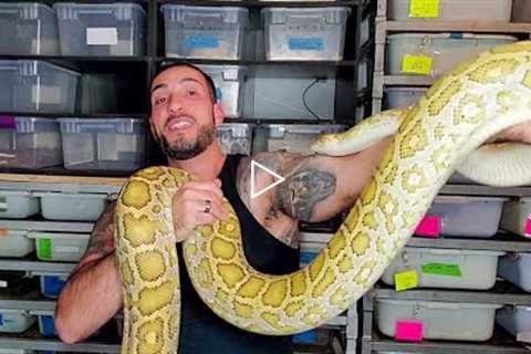 What are the Best Pet Snakes?!?