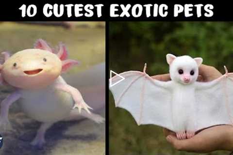 10 Cute Exotic Animals You Can Have as Pets