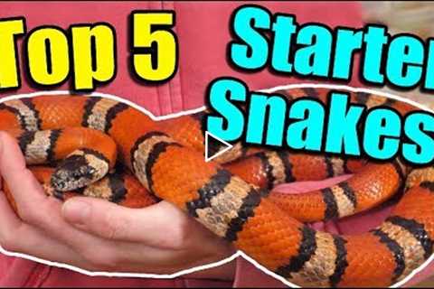 The Top 5 BEST Beginner Snakes!