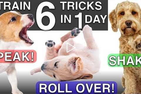 How to Train your Puppy 6 Tricks in 1 Day!