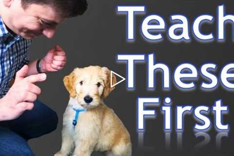3 Easy Things to Teach your NEW PUPPY!