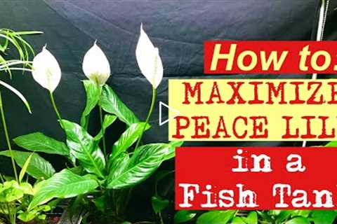 🐟🪴💪How to: Maximize PEACE LILY in a  fish tank 💪🪴🐟