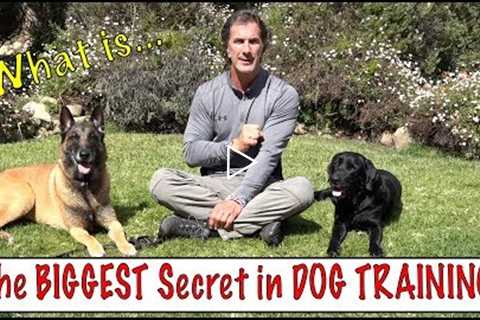 The Biggest Secret in Dog Training - What the Best Dog Trainers Know - Understand Your Dog