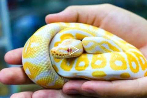 Easiest Pet Snake | Top 5 Friendliest Pet Snakes | The Best Pet Snakes for Beginners | Top 10 Snacks
