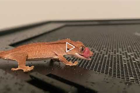 ALL you need to know to care for your Crested Gecko in LESS THAN 10 MINUTES!