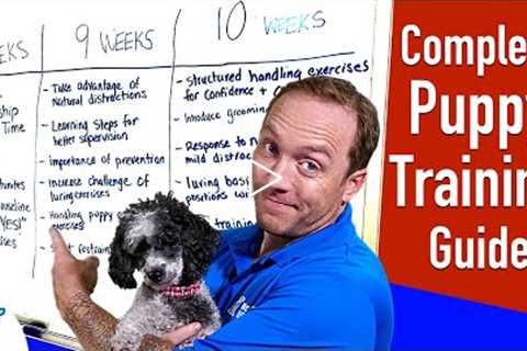 Your Complete Puppy Training Schedule By Age