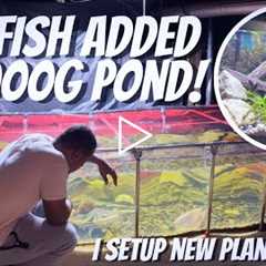 NEW FISH ADDED TO THE 1000G POND + SETTING UP NEW AQUARIUM IN FISH ROOM