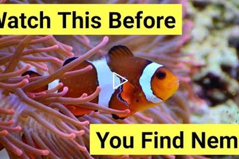 9 Things You Need To Know About Keeping Clownfish