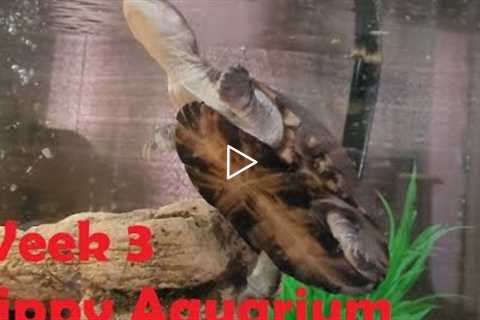 Freshwater Aquarium Fish Tank Week 3 - Watch Zippy's fish!