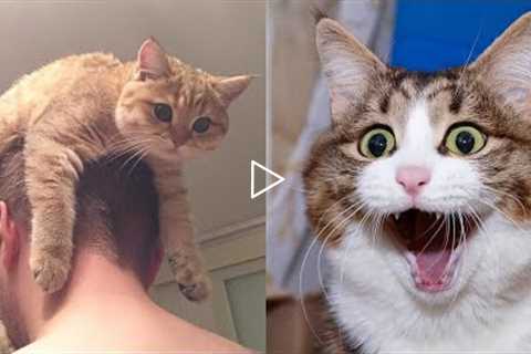 Funny Animals Video - Best Cats😹 and Dogs🐶 Videos of the Month 2022! (parts10)
