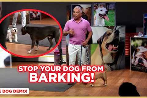 How to Stop Your Dog From Barking w/ Cesar Millan! (Dog Nation Shorts)