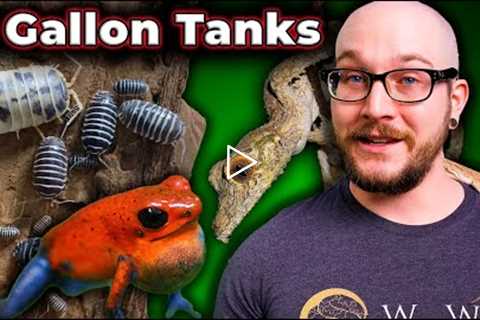 5 Reptiles That Can Live in 5 Gallon Enclosures FOREVER | Micro Reptile Enclosures