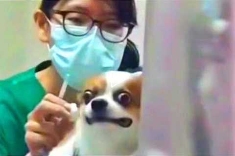 try not to laugh Best funny dog videos compilation
