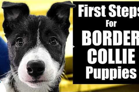 Border Collie Puppy Training - 10 Skills To TEACH FIRST!