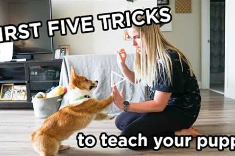FIRST FIVE TRICKS to teach your CORGI puppy